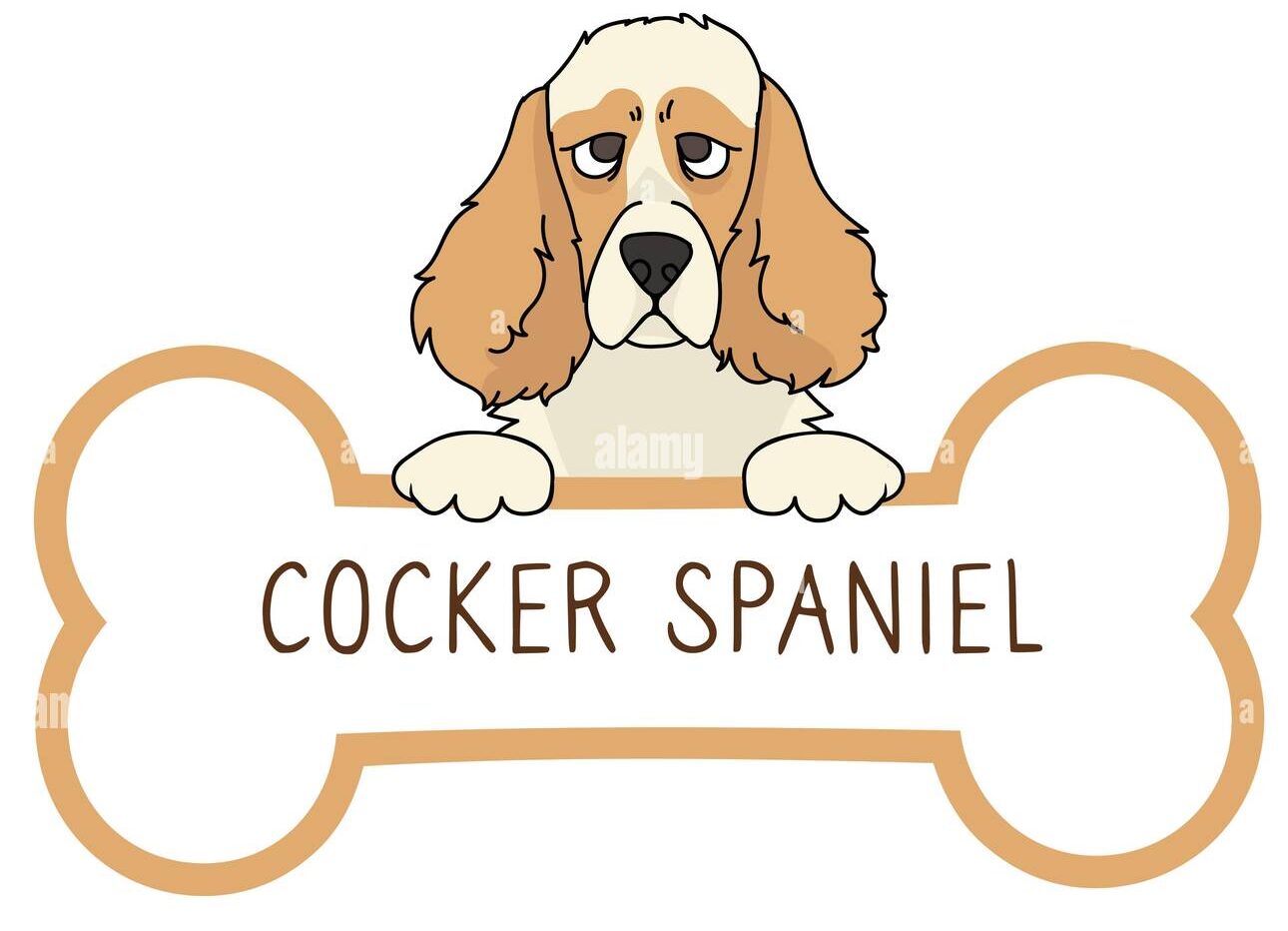 cocker spaniels Puppies for sale